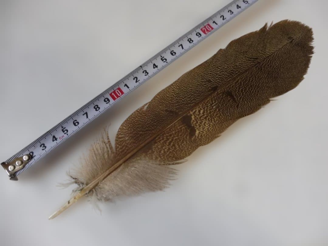 スペックルドバスタード SPECKLED (KORI)BUSTARD