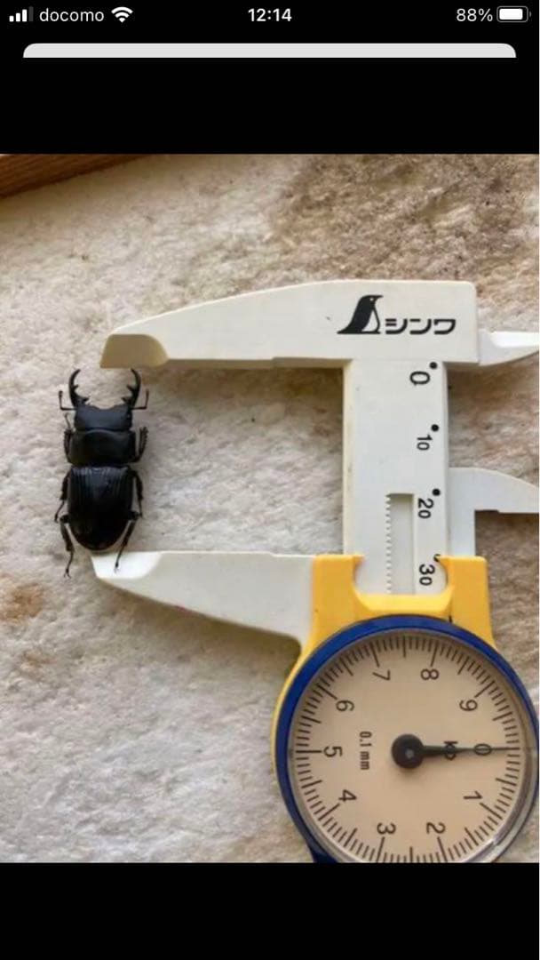 馬度産ヒラタ&オキナワヒラタ&ネブト