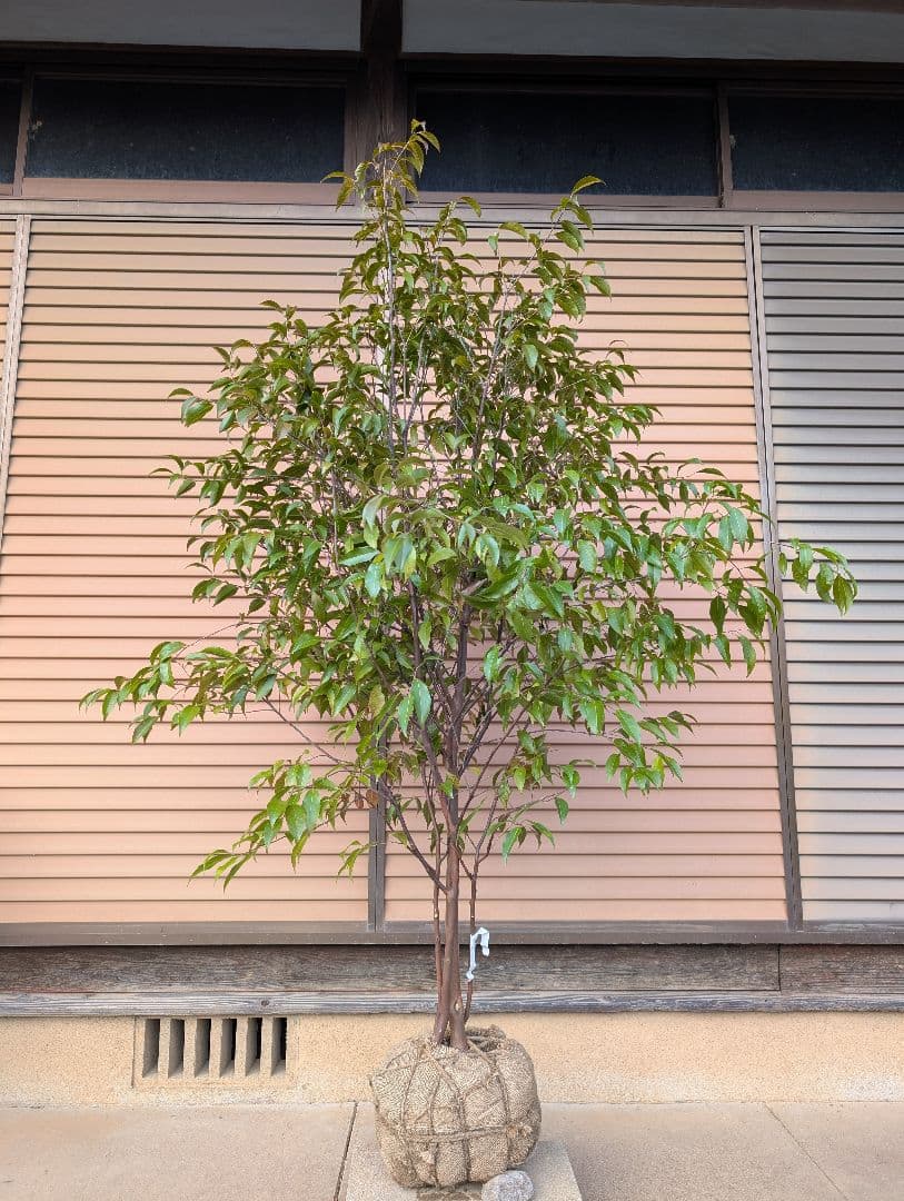 常緑エゴノキ（トキワエゴノキ）株立　約1.5m　②