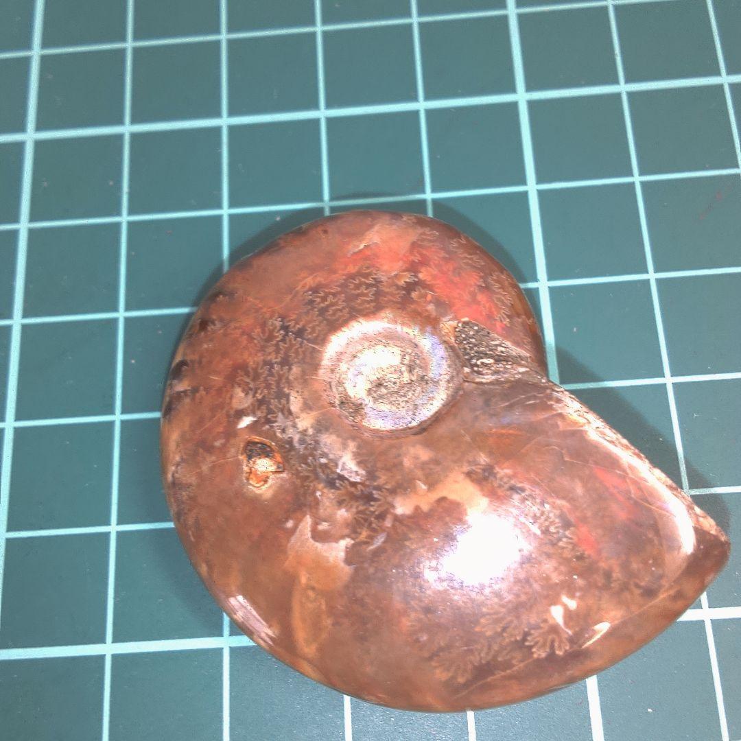 小物１ アンモナイト化石