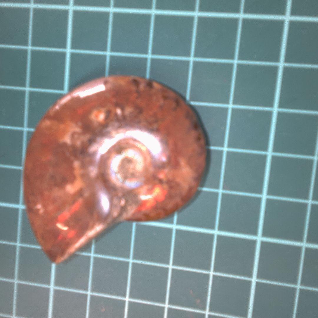 小物１ アンモナイト化石