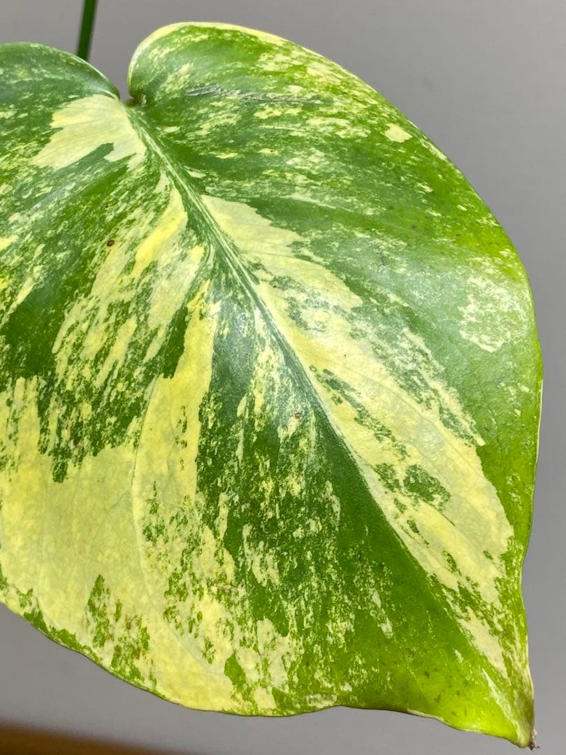 モ*～様 【切れ込みガッツリ‼️】モンステラ　イエローマリリン　黄斑　オーレア