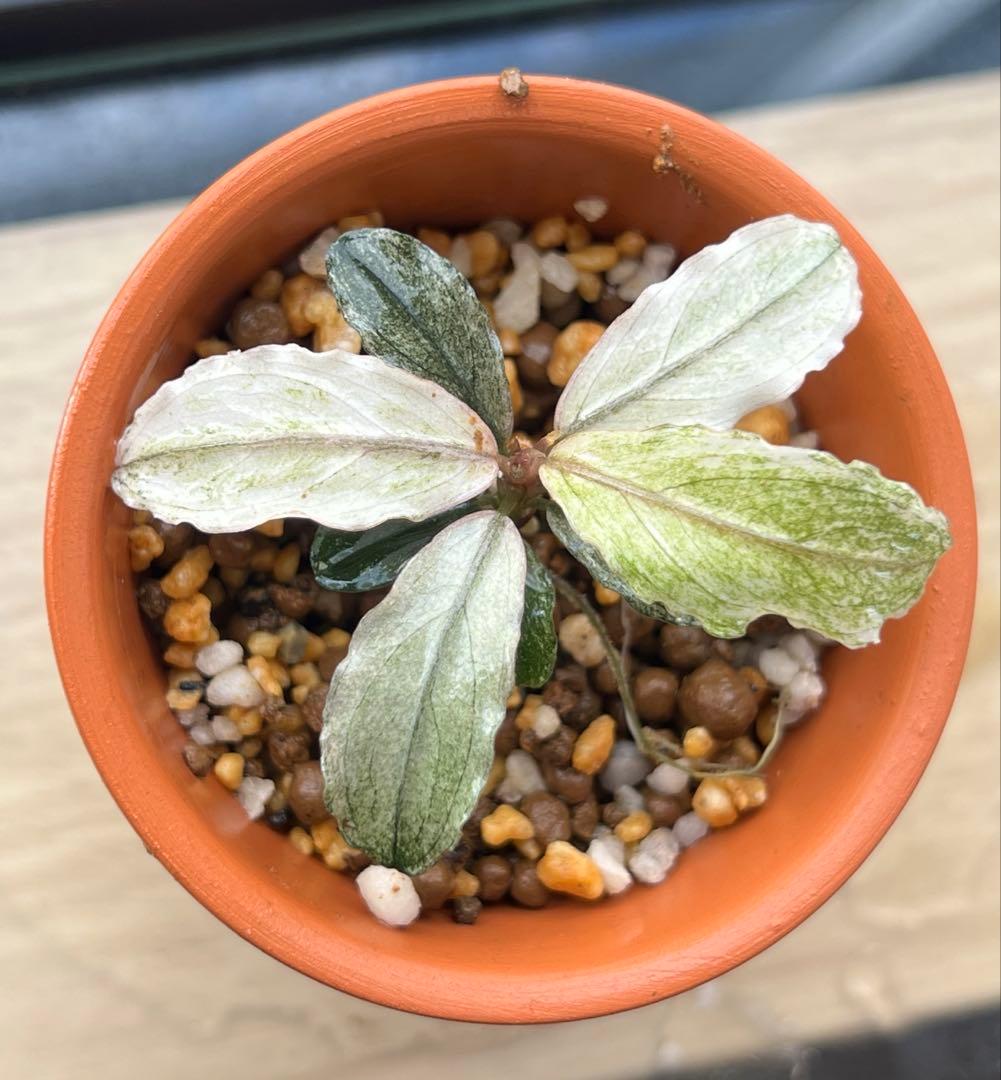 ブセファランドラspピンクバリエガーター