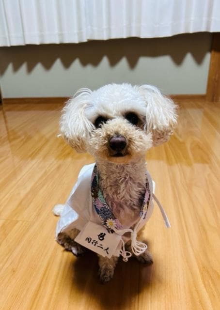 ペット用お遍路白衣三点セット　Мまで