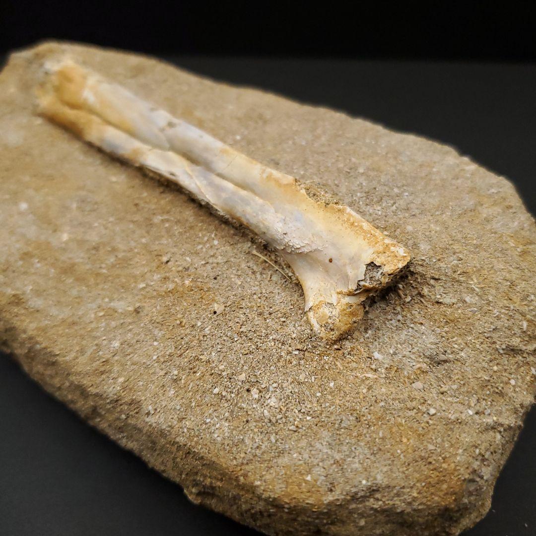 希少 アルシオーネ 骨 化石 本物 モロッコ産 170.29mm yk8