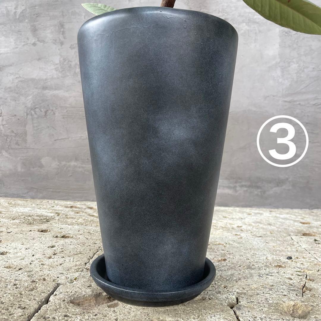 ハリー　大型　フランスゴムの木　螺旋仕立て　陶器鉢　植え込み発送