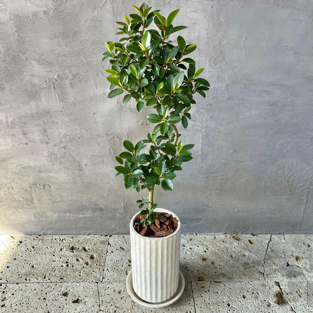 ハリー　大型　フランスゴムの木　螺旋仕立て　陶器鉢　植え込み発送