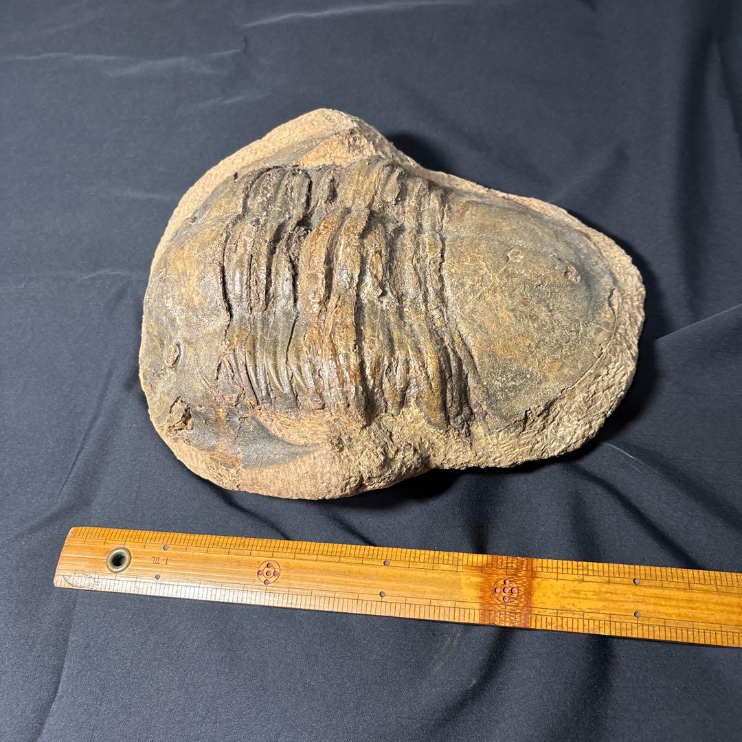 三葉虫化石　大きい