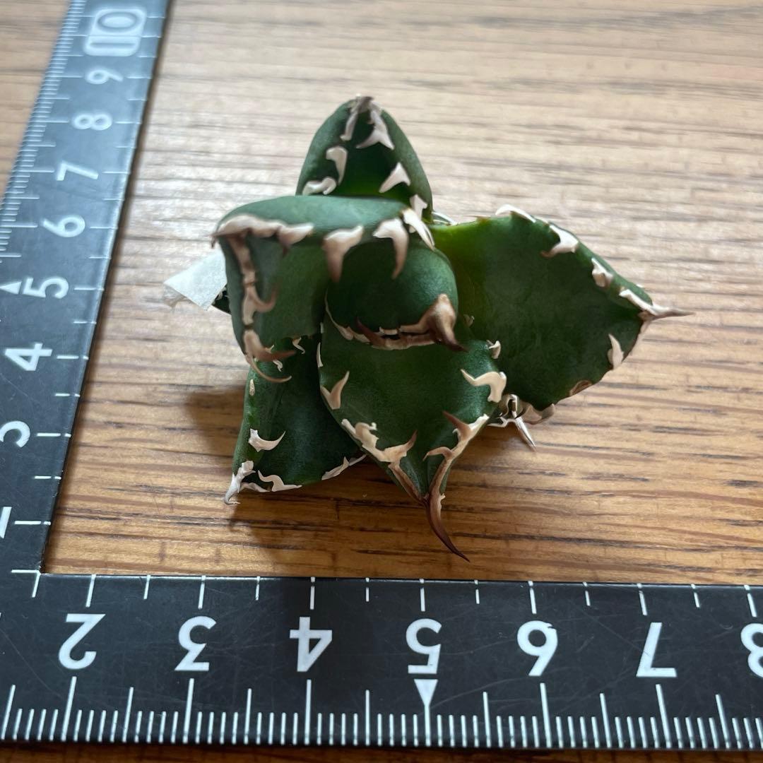 【REZA産】イラン株　選抜　アガベ　　NOVA ノヴァ　天芽　12月便