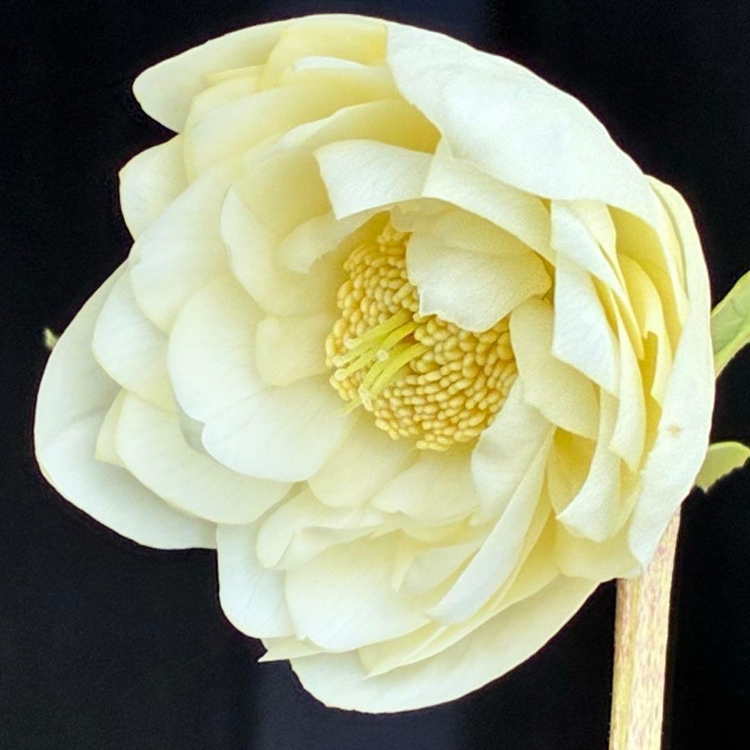 オ*ン様 3440☘️花、タグ付☘️かぐや姫⭐️爽やか強香⭐️コロコロ⭐️加藤農