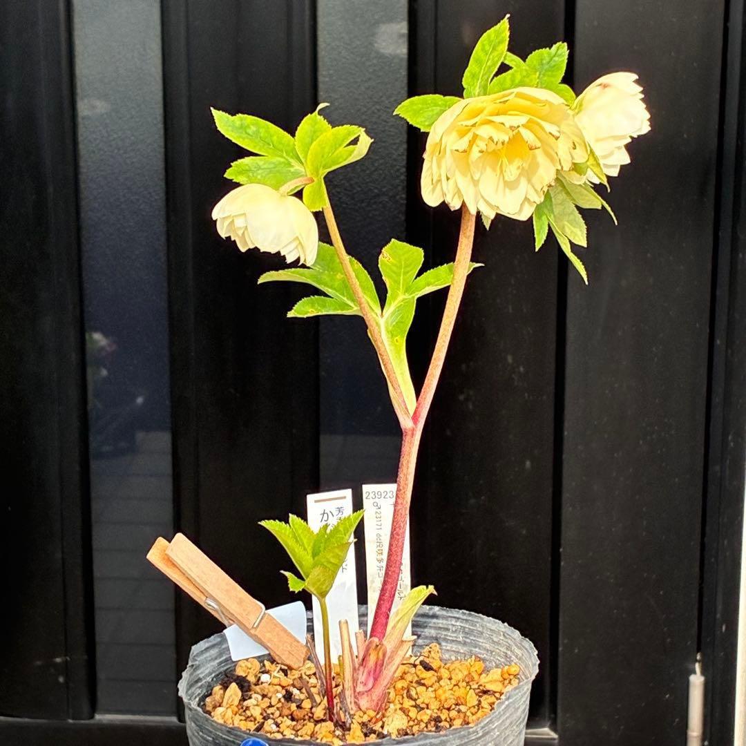 オ*ン様 3440☘️花、タグ付☘️かぐや姫⭐️爽やか強香⭐️コロコロ⭐️加藤農