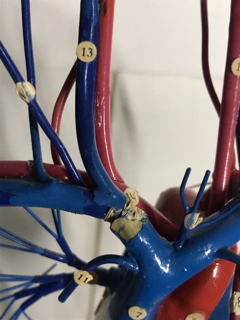 血液循環系模型 (透視式)♡