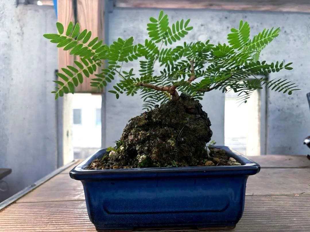 タカボーネムノキ　コーデックス　ゴツゴツ肌　レア　希少　塊根植物