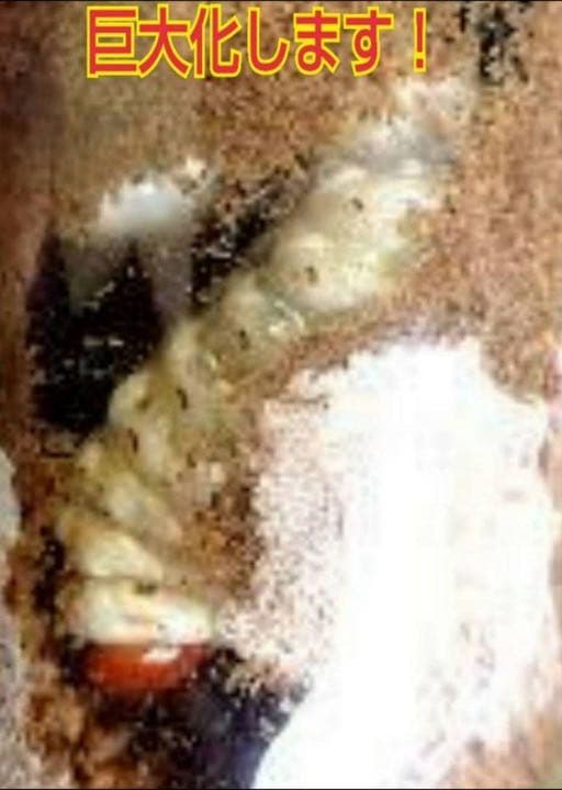 極上！黒アワビタケ菌糸瓶【7本】初令、2令に最適なサイズ！ニジイロクワガタに！