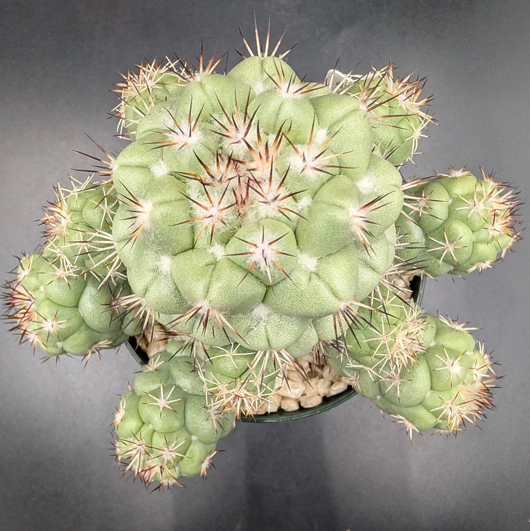 M*X様 オルテゴカクタス マクドガリー 国内実生 鉢植え メルカリ便送料込み