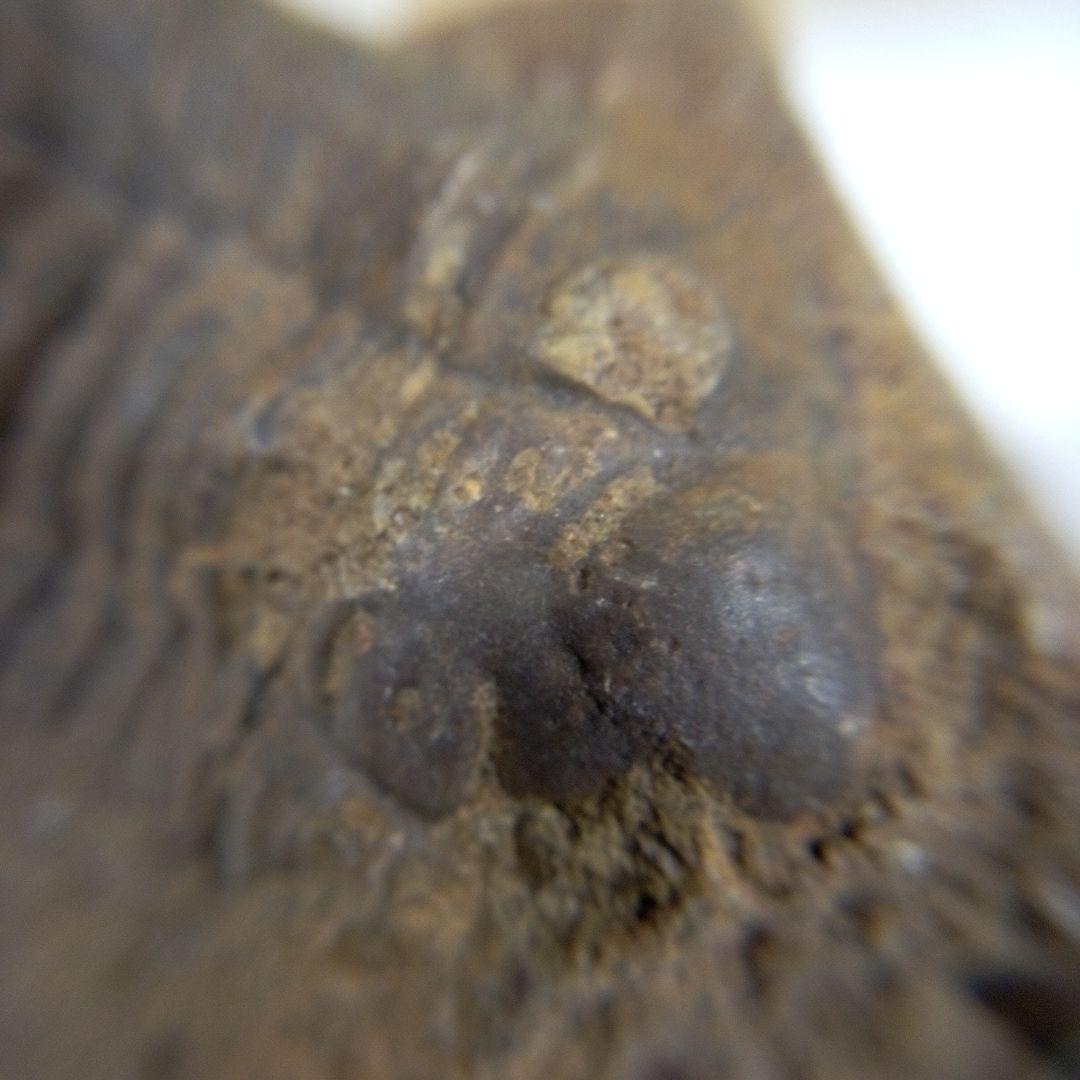 三葉虫　化石　三葉虫化石　究極のレトロ　fossil　ボリビア産　化石管理番号③