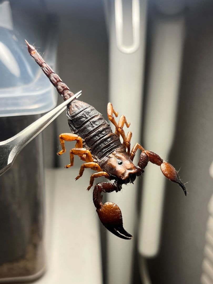 【B品】オレンジクロウスコーピオン　サソリ　標本　昆虫　昆虫標本　奇蟲