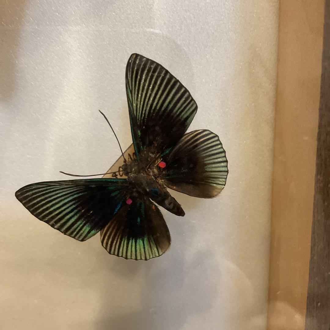 蝶標本11匹セット