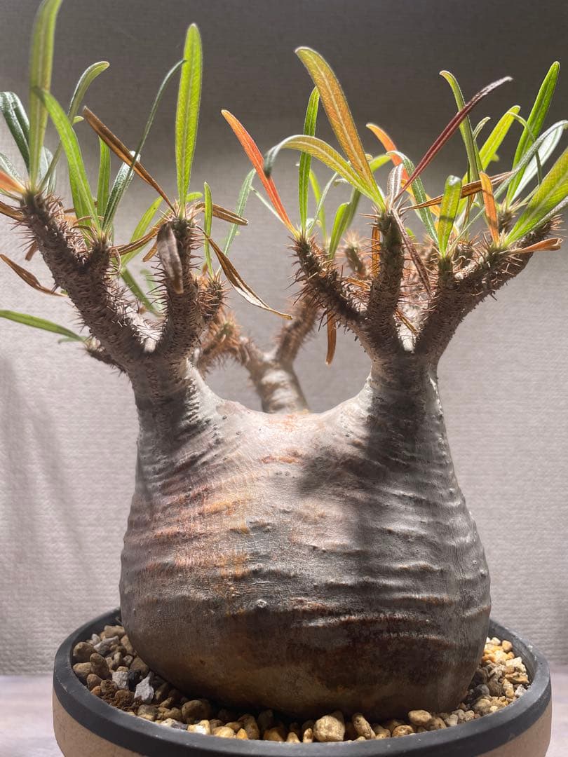 パキポディウム グラキリス × BOTANIZE（ コレクション2 ）