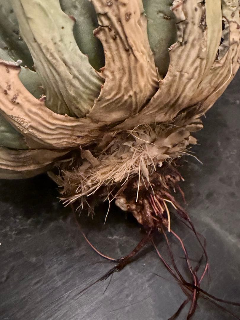 jone ページ耐寒性アガベ エボリスピナ陽炎◇短葉大株ドライガーデン