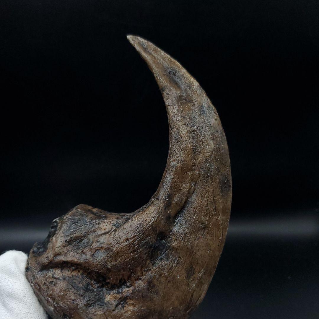 アロサウルス 爪 化石 レプリカ 約176.10mm  arr15