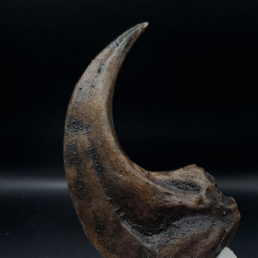 アロサウルス 爪 化石 レプリカ 約176.10mm  arr15