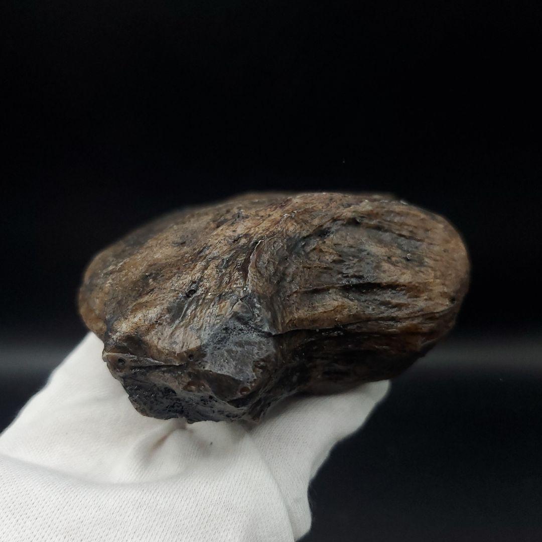 アロサウルス 爪 化石 レプリカ 約176.10mm  arr15