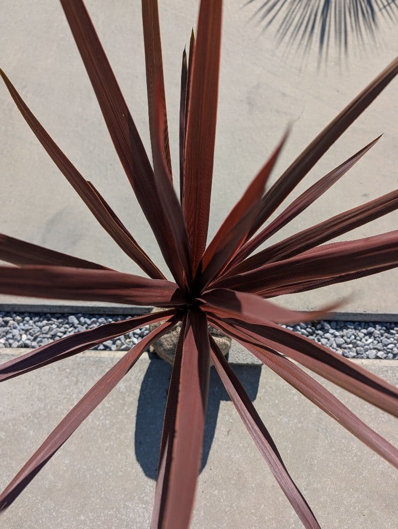 【リピ割Grand Grenier様】コルジリネ 4種セット188