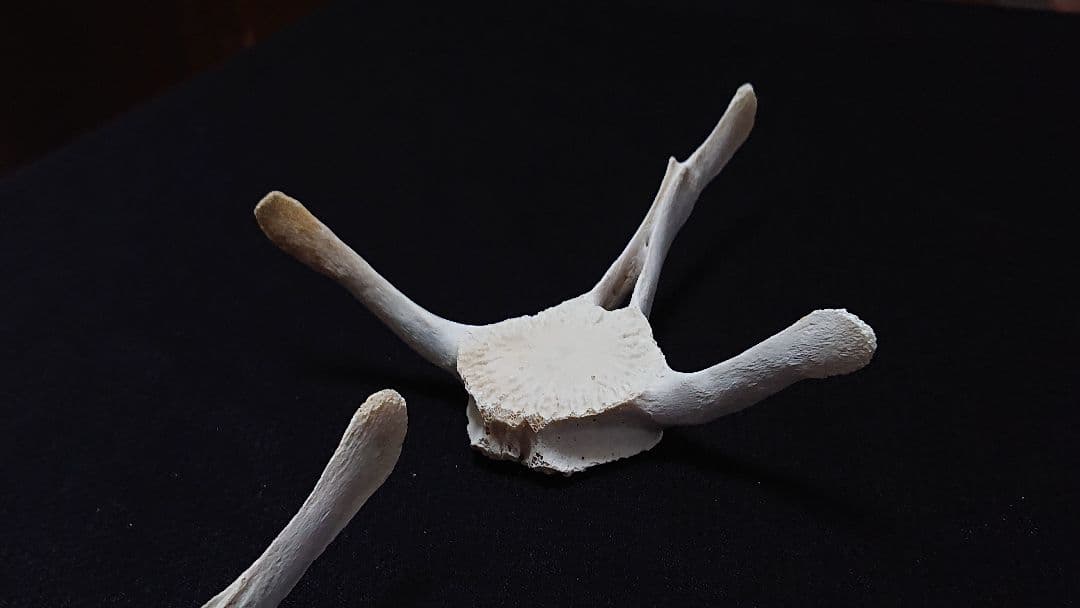 【希少】イルカの骨セット_4
