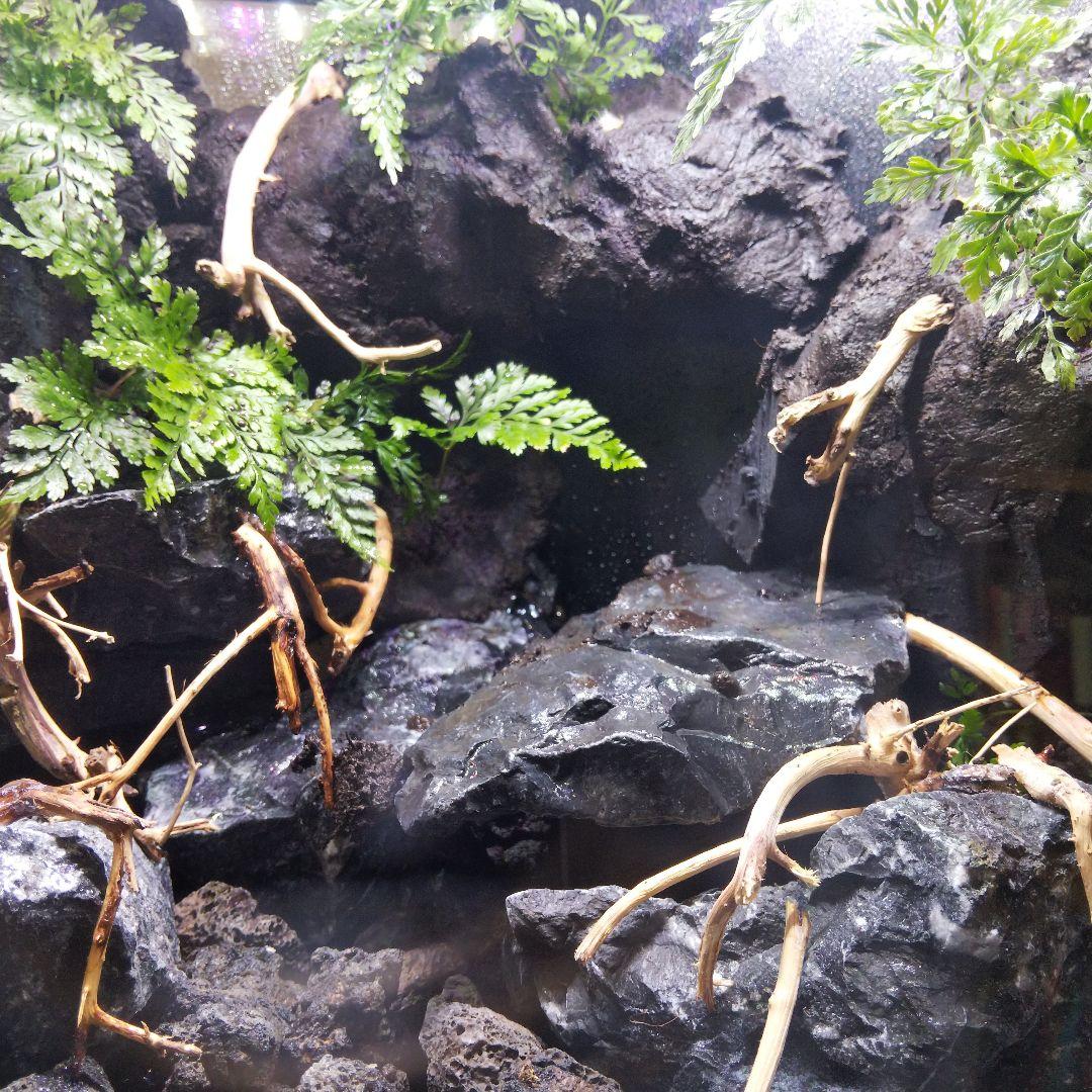 【受注生産】アクアテラリウム グラステラリウム