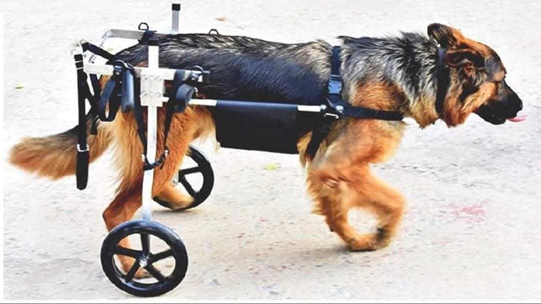 犬用車いす　調節可能