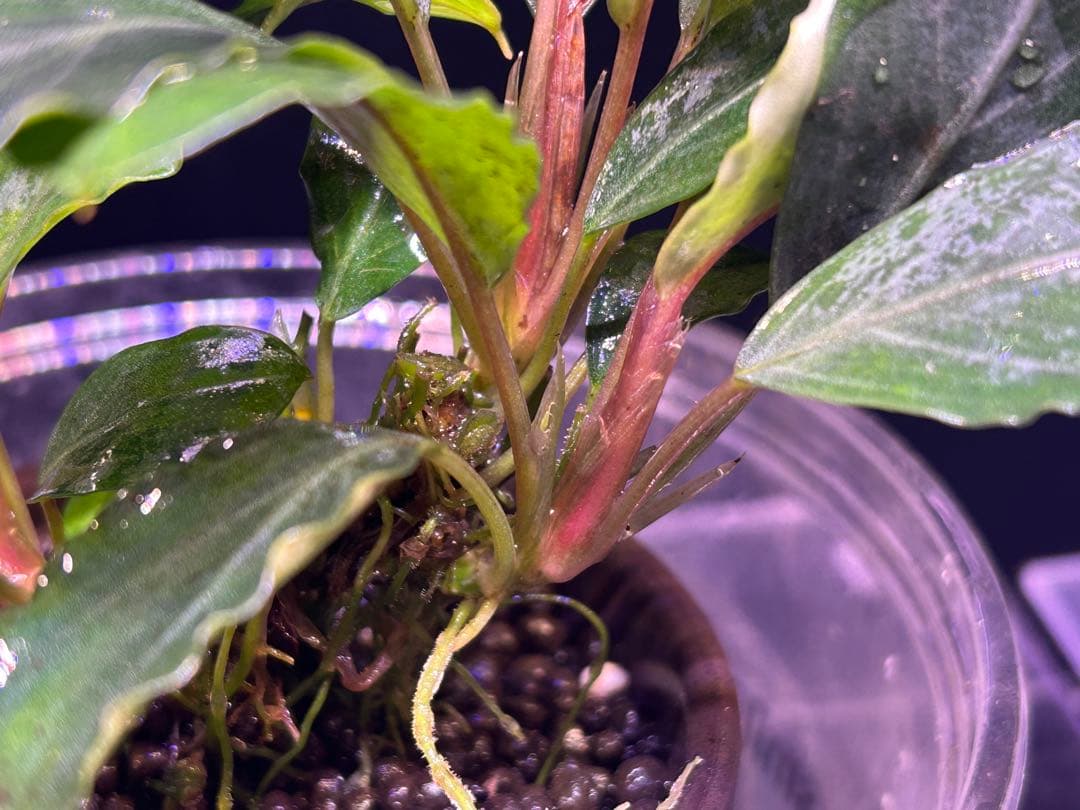 【TB便】Bucephalandra sp.Pearl gray 群生水上育成株