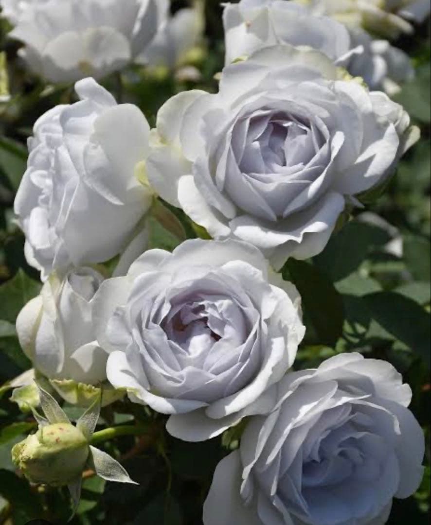 ポルトブルー　6号鉢　正規品　人気品種　バラ苗