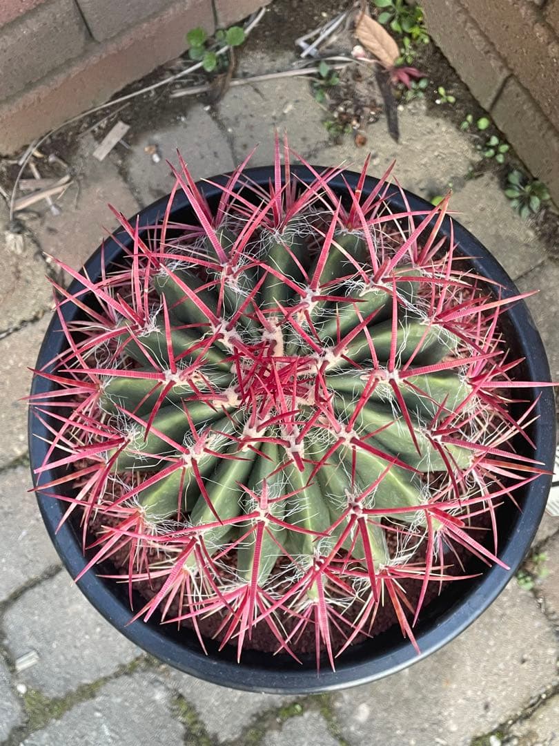 赤鳳　サボテン　ロストラータ　8号　い