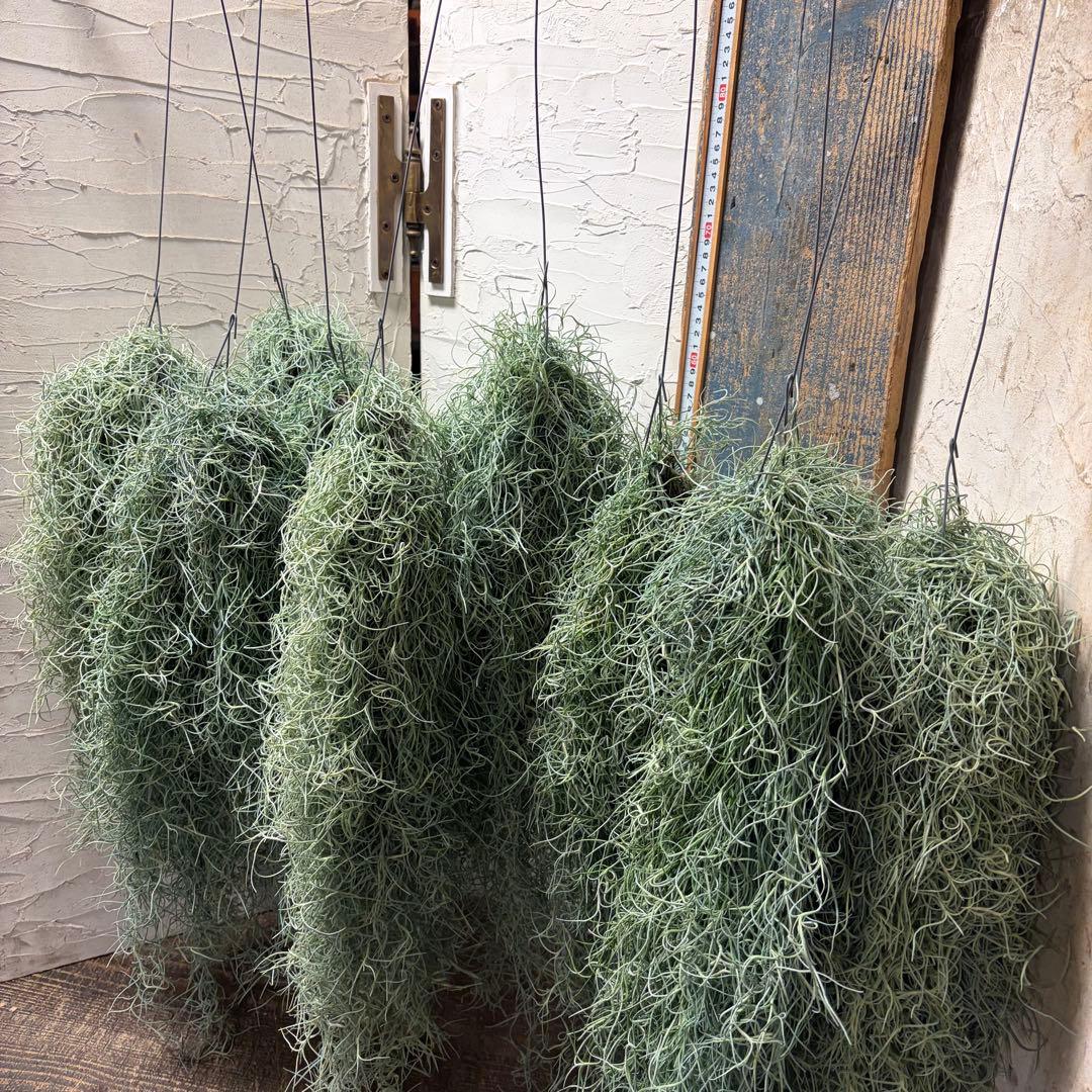 【専用商品】　チランジア　ウスネオイデス　大束10