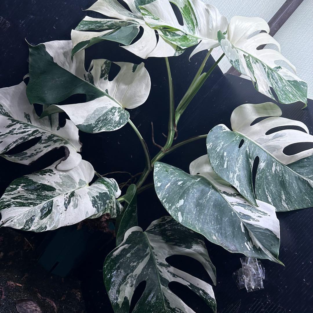 a*u様 斑入りモンステラ ホワイトタイガー極美大株70cm白斑多