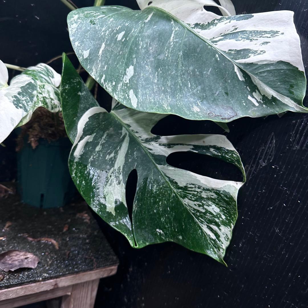 a*u様 斑入りモンステラ ホワイトタイガー極美大株70cm白斑多