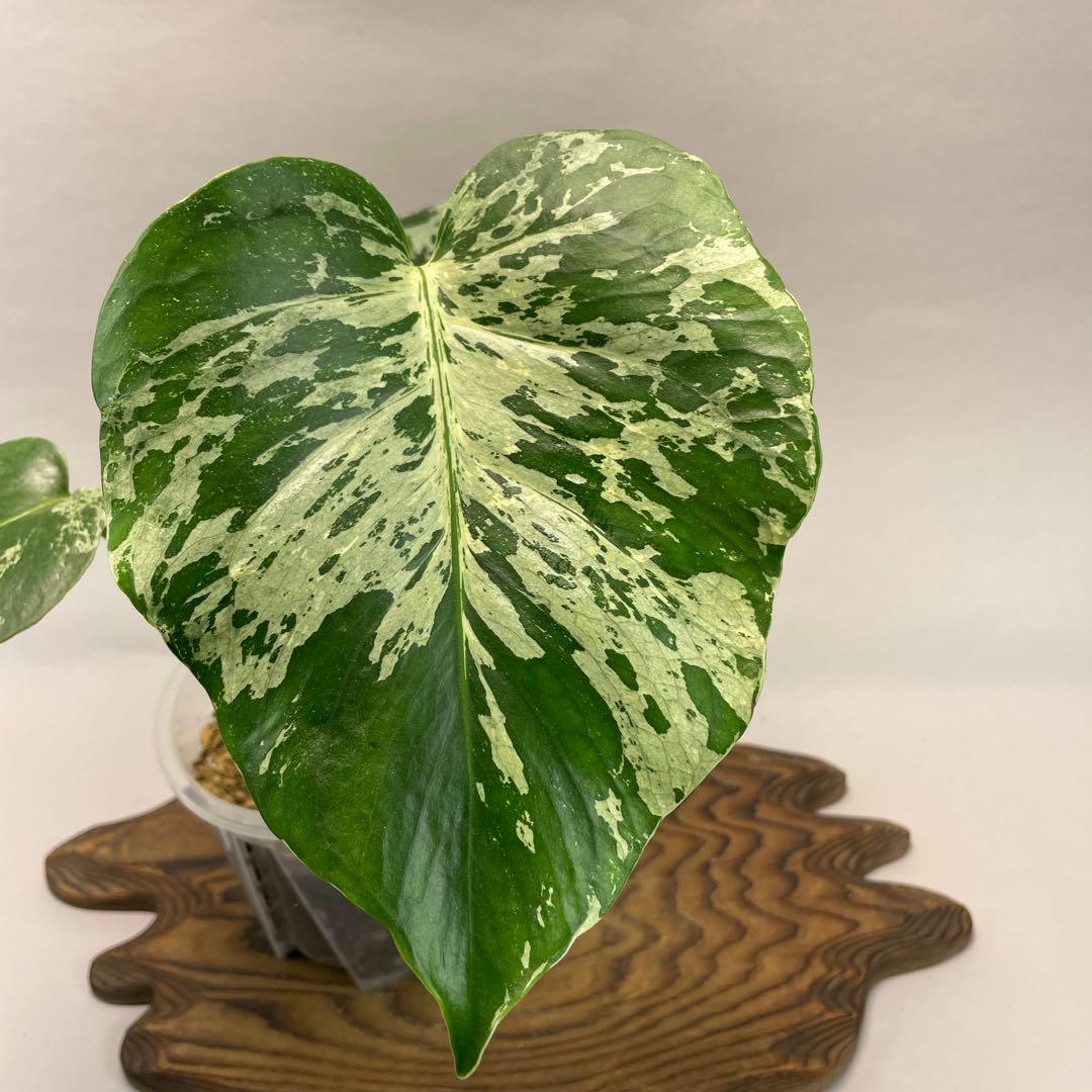 わ*ち様 L020品種保証！Bulbasaurモンステラ・フシギダネ　順化済み