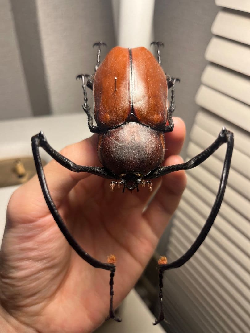 【71mm】セラムドウナガテナガコガネ テナガカミキリ昆虫標本