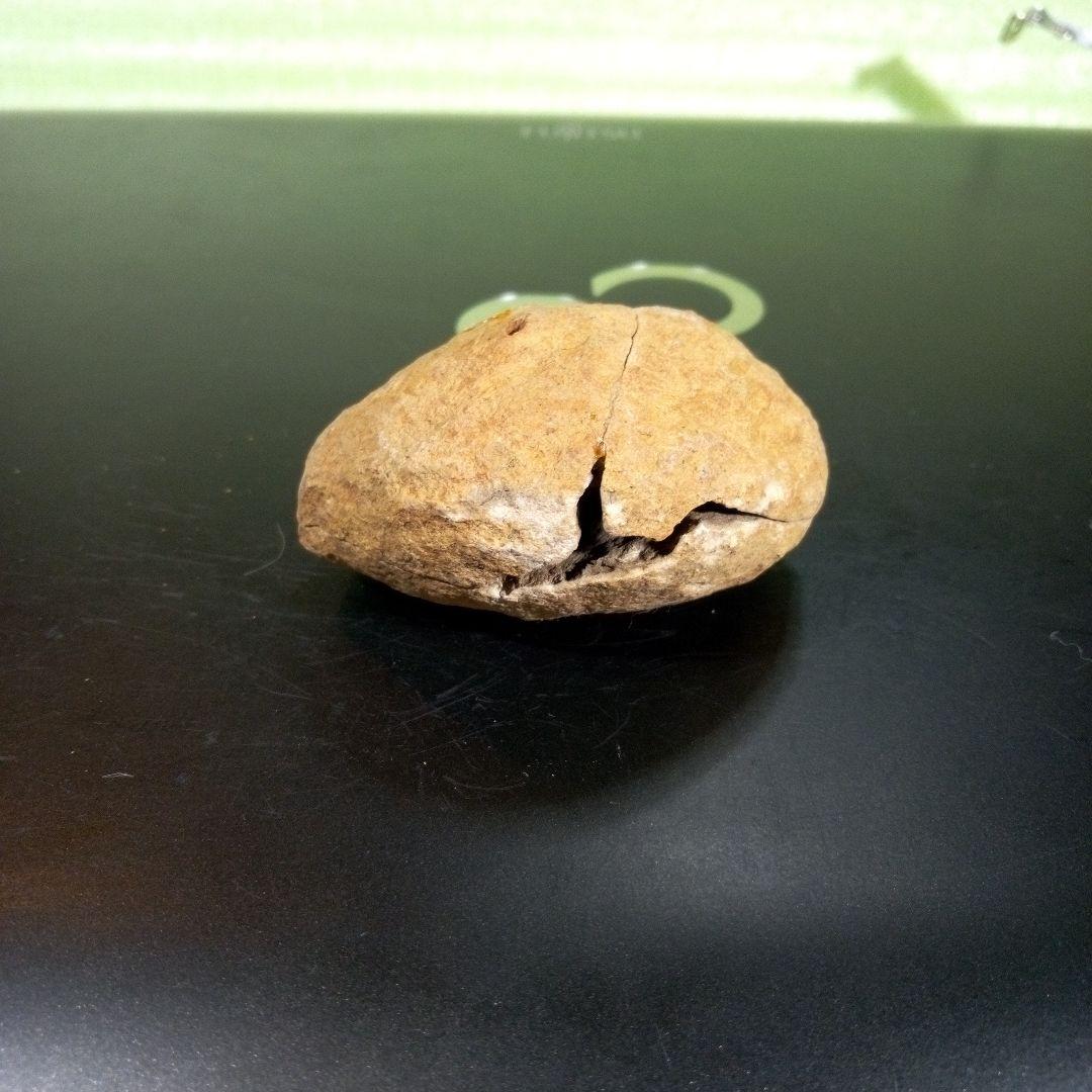 三葉虫　化石　fossil　ボリビア産　trilobite　ノジュール管理③