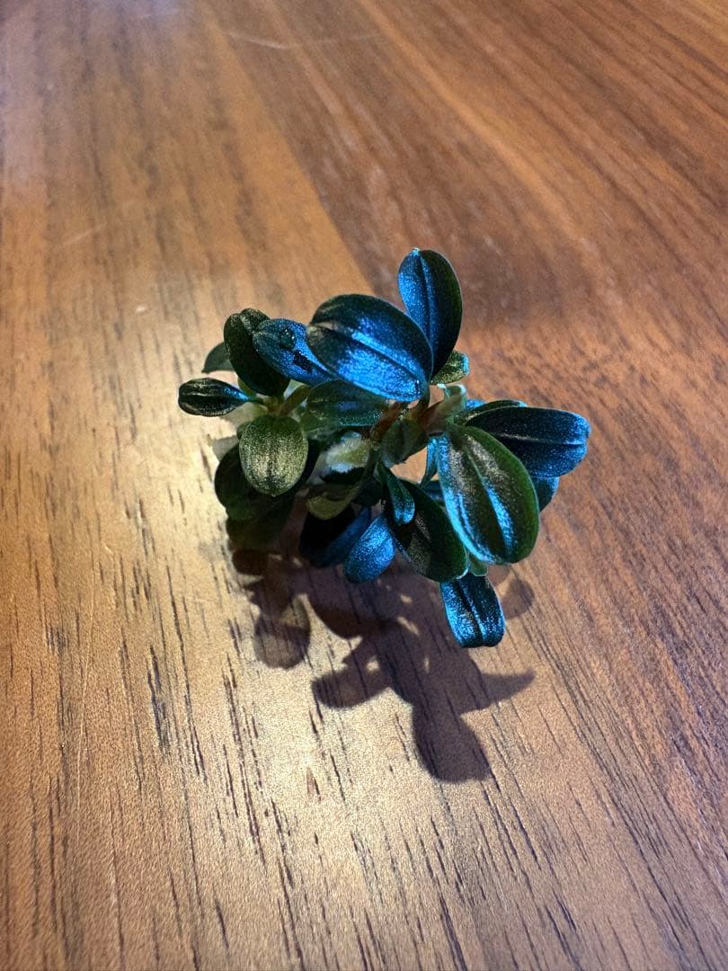 ブセファランドラsp.クダガンミニラウンドsp. kedagang 3株