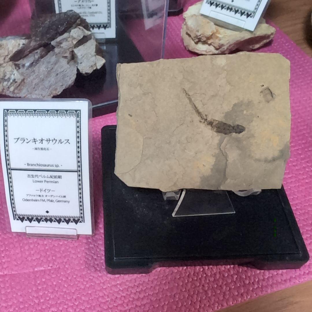 古生代ベルム紀前期　両生類ブランキオサウルス　化石　ドイツ　ラベル　専用台座付き