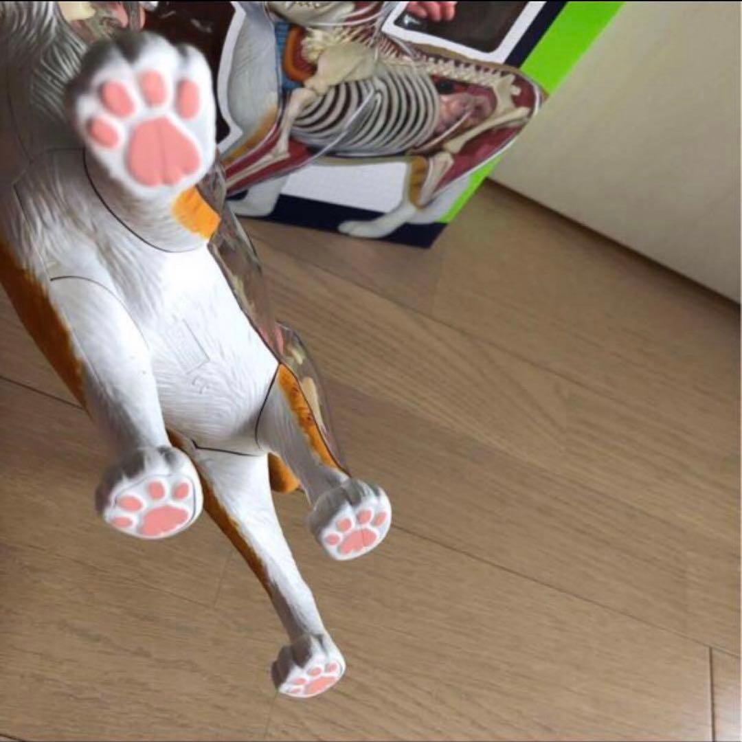 スカイネット立体パズル 4D VISION 猫解剖 モデル 茶白 青島文化教材社