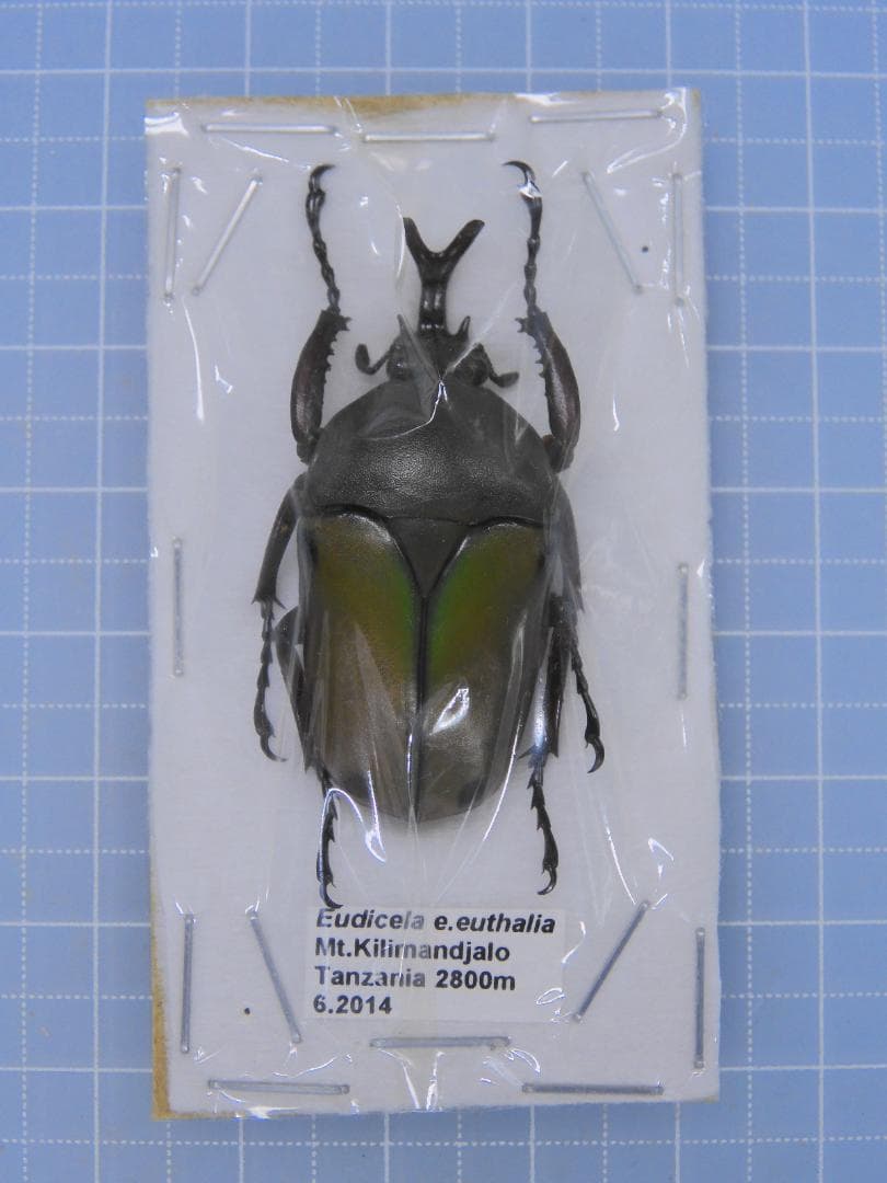 標本用品 Tanzania Eudicela e.euthalia 40mm