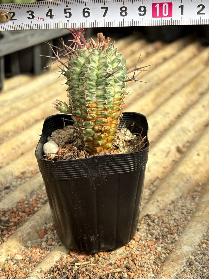 ユーフォルビア　群星冠錦　子株付き