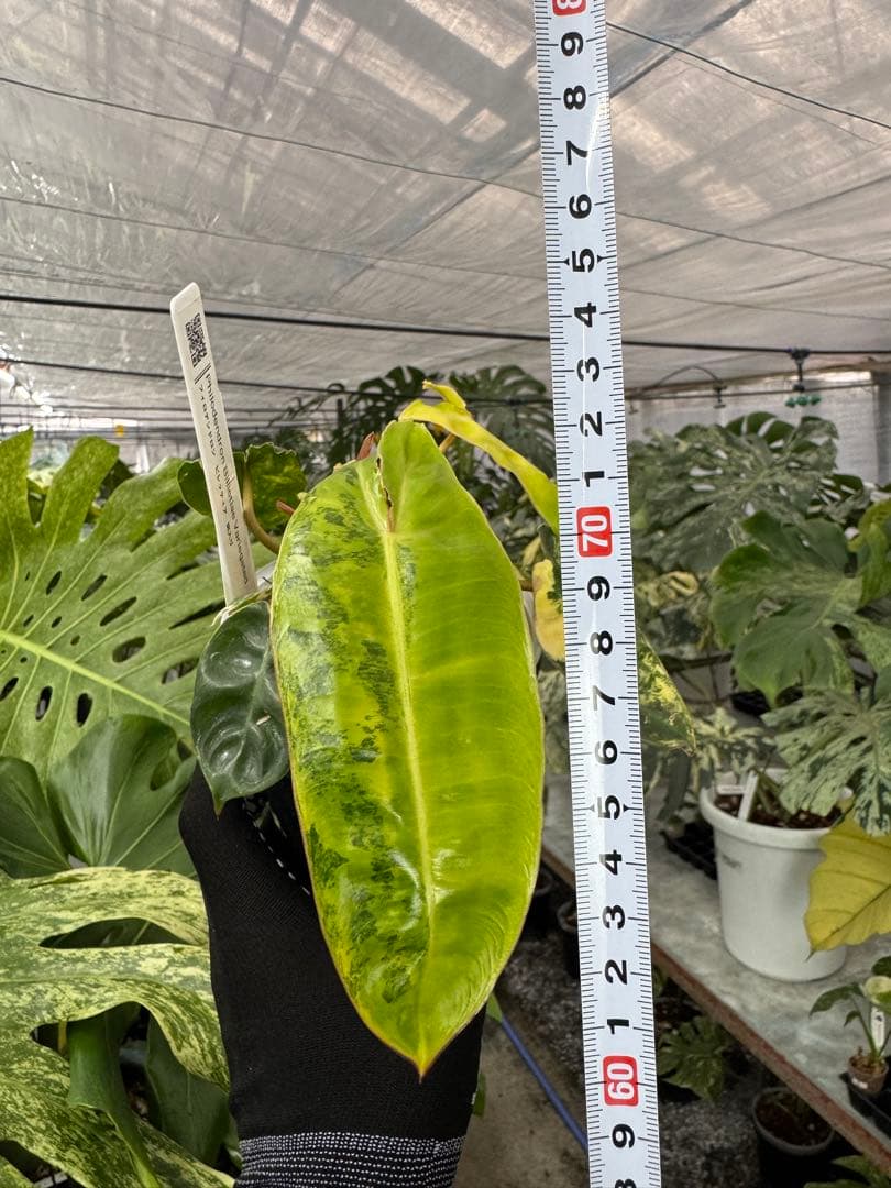 5フィロデンドロン　ビレッティア　斑入り