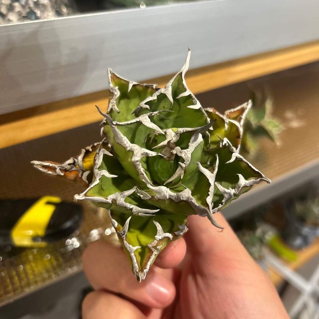 アガベ　海王［烈海王］×superシーザー×姫厳竜　S株特価　ボールタイプ　特価