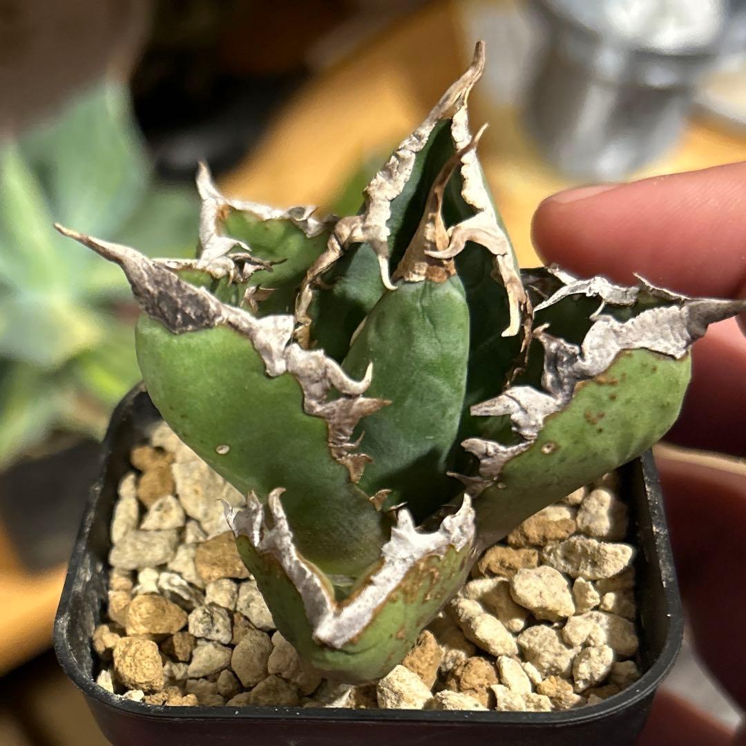 アガベ　海王［烈海王］×superシーザー×姫厳竜　S株特価　ボールタイプ　特価