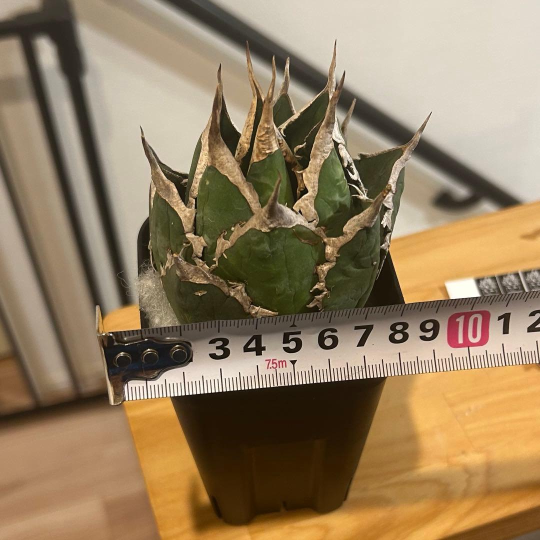 アガベ　海王［烈海王］×superシーザー×姫厳竜　S株特価　ボールタイプ　特価