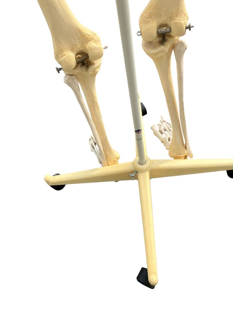 3B Scientific 人体骨格模型 約170cm 全身骨格 キャスター付き